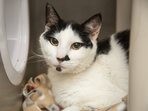 CHADWICK, Adult Domestic Short Hair (medium coat), cat for adoption in Apache Junction, Arizona