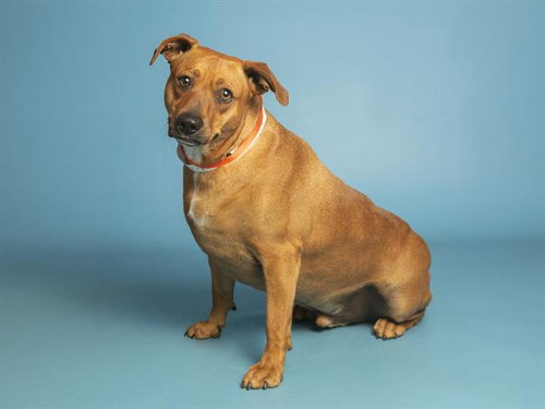 PUDDIN, an adoptable Australian Cattle Dog in Phoenix, AZ