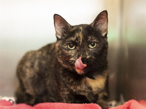 CHELSEY, Young Domestic Short Hair (medium coat), cat for adoption in Apache Junction, Arizona