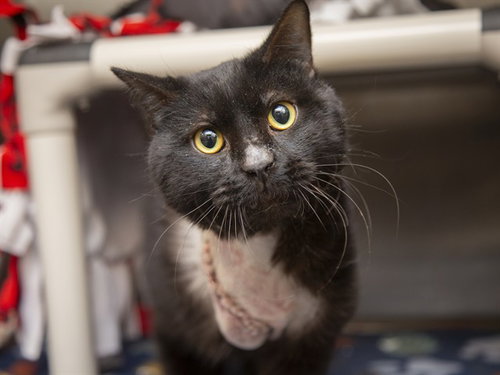 PHILLIP, Adult Domestic Short Hair (medium coat), cat for adoption in Apache Junction, Arizona
