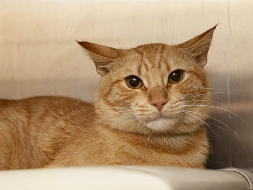 CHEESEBURGER, Adult Domestic Short Hair (medium coat), cat for adoption in Apache Junction, Arizona
