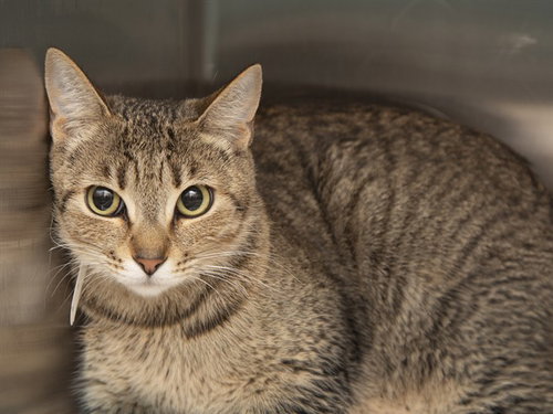 GANYMEDE, Young Domestic Short Hair (medium coat), cat for adoption in Apache Junction, Arizona