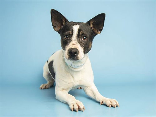 JOEY, an adoptable Chihuahua in Phoenix, AZ