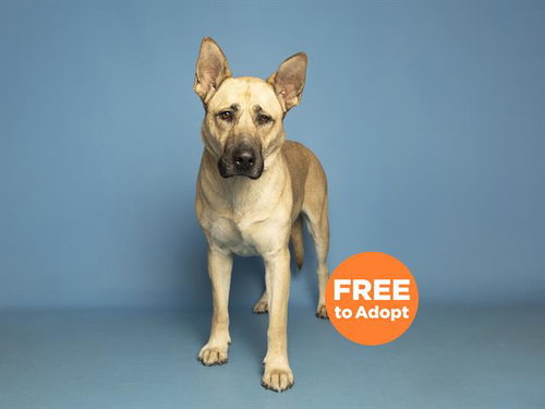 ALFIE, an adoptable German Shepherd Dog in Phoenix, AZ
