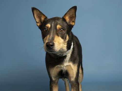 TROY, an adoptable Australian Cattle Dog in Phoenix, AZ