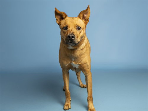 BLAZE, an adoptable Carolina Dog in Phoenix, AZ