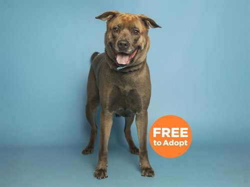 LEGACY, an adoptable German Shepherd Dog in Phoenix, AZ