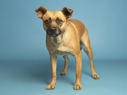 TALIA, an adoptable Pug in Phoenix, AZ