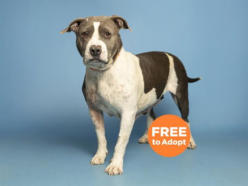 CARLA, an adoptable American Pit Bull Terrier in Phoenix, AZ