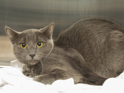 LUCKY, an adoptable Domestic Short Hair in Phoenix, AZ