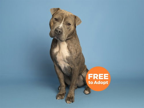 EARL, an adoptable American Pit Bull Terrier in Phoenix, AZ