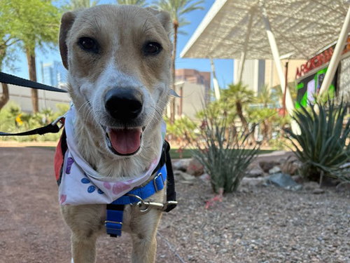SANDY, an adoptable Labrador Retriever in Phoenix, AZ