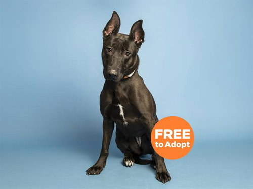 ZIVA, an adoptable German Shepherd Dog in Phoenix, AZ