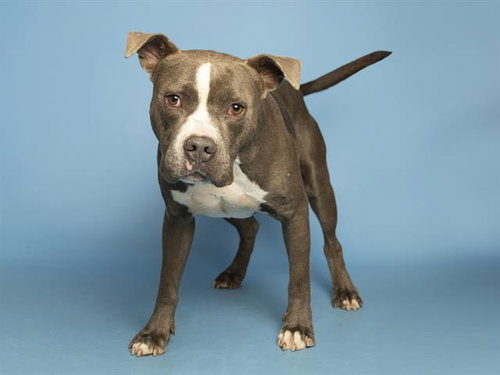 SWEETIE, an adoptable American Pit Bull Terrier in Phoenix, AZ