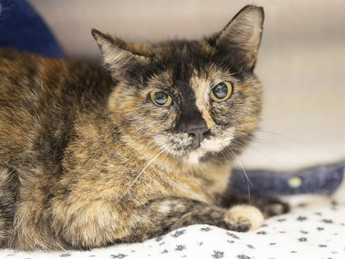 LONDON, an adoptable Domestic Short Hair in Phoenix, AZ