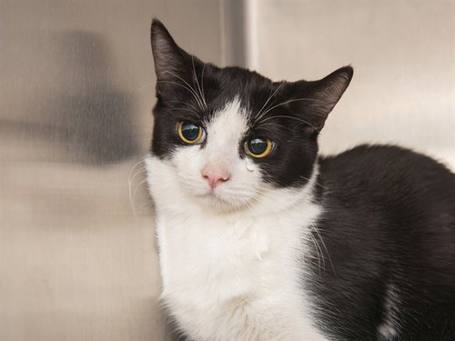 TILDA, an adoptable Domestic Short Hair in Phoenix, AZ