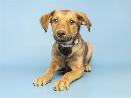 JOEY, an adoptable Siberian Husky in Phoenix, AZ