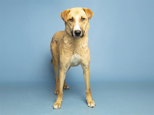 MITZY, an adoptable German Shepherd Dog in Phoenix, AZ