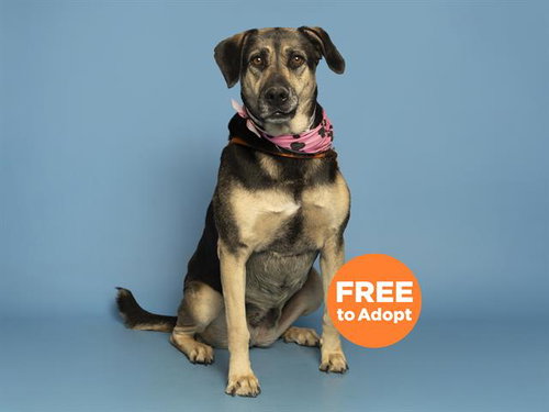 ROXY, an adoptable Labrador Retriever in Phoenix, AZ