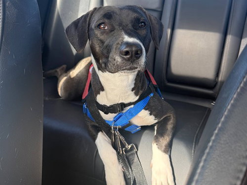 ROBIN, an adoptable Labrador Retriever in Phoenix, AZ