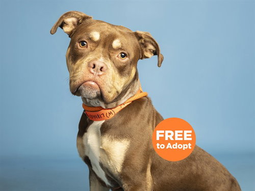 MILK DUD, an adoptable English Bulldog in Phoenix, AZ