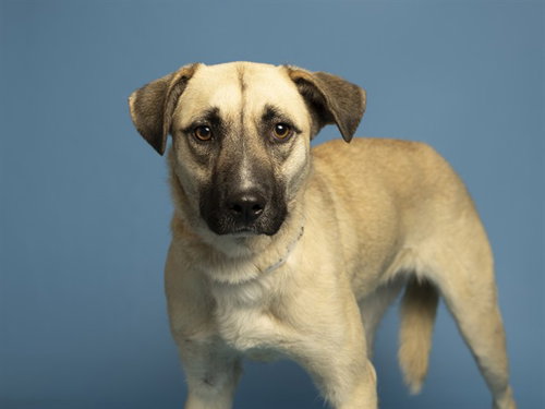 ASHLEY, an adoptable Australian Shepherd in Phoenix, AZ