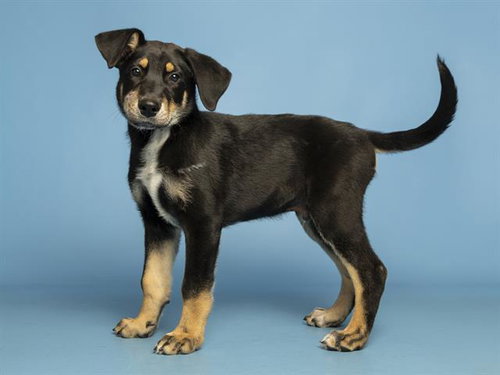 ROCKY, an adoptable German Shepherd Dog in Phoenix, AZ