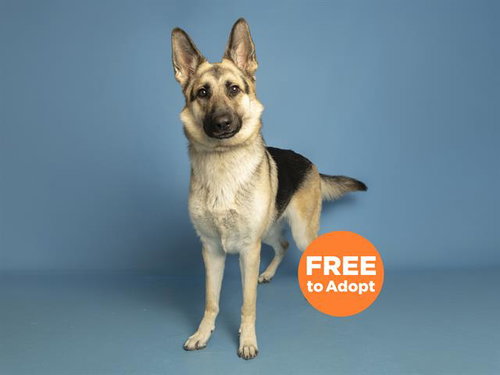 LUNA, an adoptable German Shepherd Dog in Phoenix, AZ