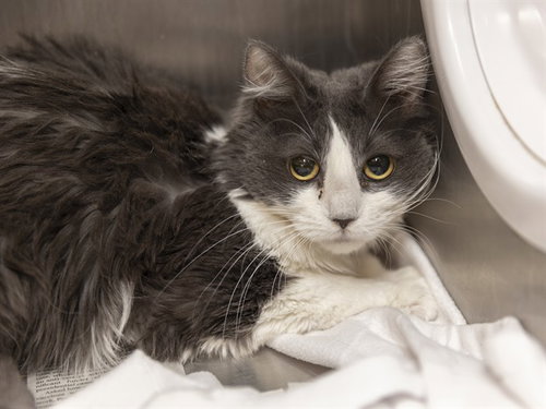 DES, an adoptable Domestic Medium Hair in Phoenix, AZ