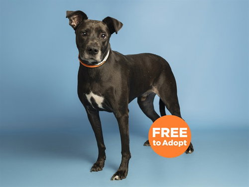 MAX, an adoptable Labrador Retriever in Phoenix, AZ