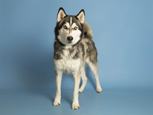 BENTLEY, an adoptable Husky in Phoenix, AZ