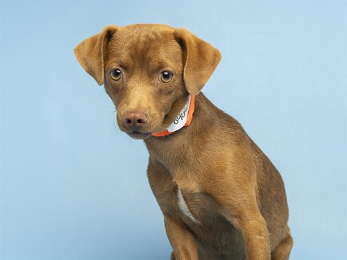 CHOCOLATE CHIP, an adoptable Chihuahua in Phoenix, AZ