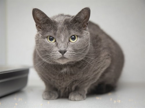 MISS PURRFECT, an adoptable Domestic Short Hair in Phoenix, AZ