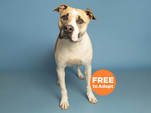 CHUNGUS, an adoptable Boxer in Phoenix, AZ