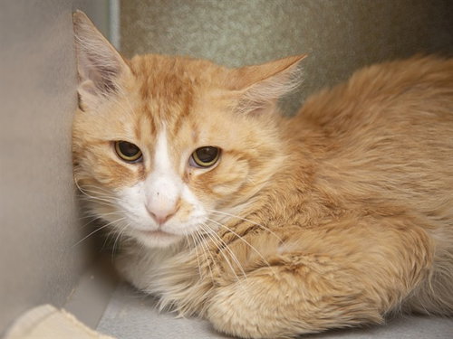 CHARLES LICKINS, an adoptable Domestic Medium Hair in Phoenix, AZ
