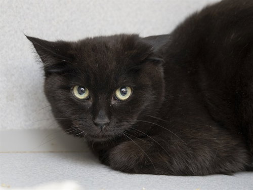 PICKLES, an adoptable Domestic Short Hair in Phoenix, AZ