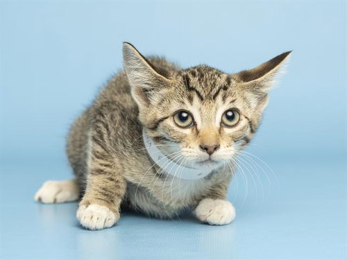 BERRY, an adoptable Domestic Short Hair in Phoenix, AZ