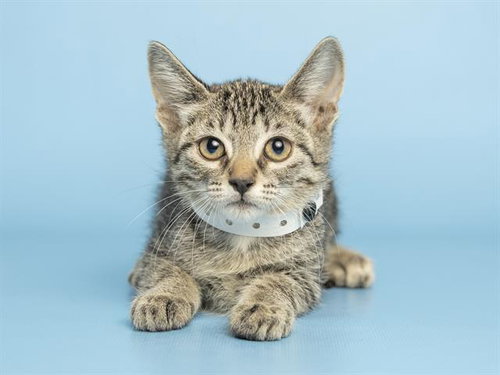 NALA, an adoptable Domestic Short Hair in Phoenix, AZ