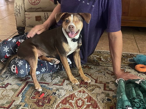 DARLA, an adoptable Beagle in Phoenix, AZ