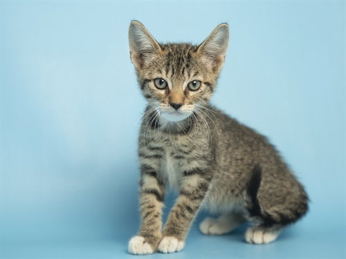 FRITO, an adoptable Domestic Short Hair in Phoenix, AZ