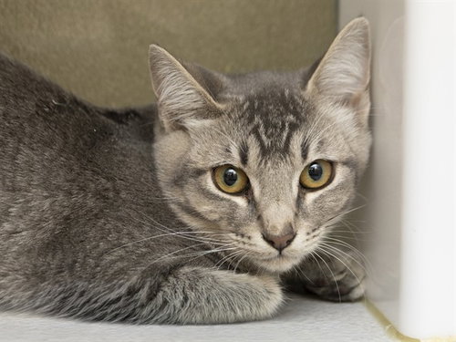 MISTY, an adoptable Domestic Short Hair in Phoenix, AZ