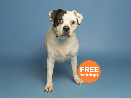 BESSIE, an adoptable Beagle in Phoenix, AZ