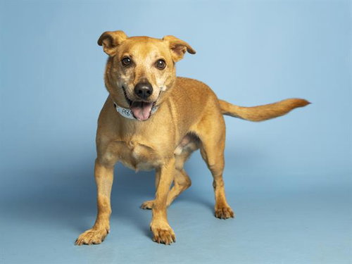 PEANUT, an adoptable Chihuahua in Phoenix, AZ