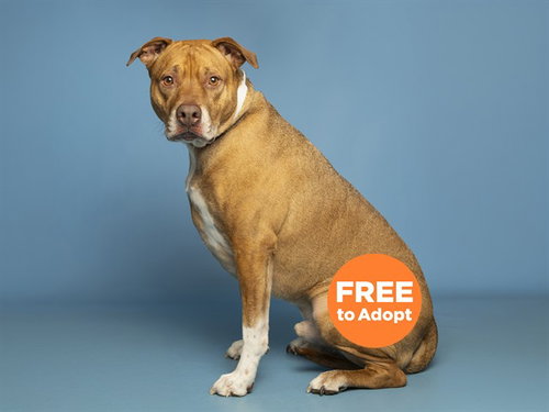 BRUNO, an adoptable American Pit Bull Terrier in Phoenix, AZ