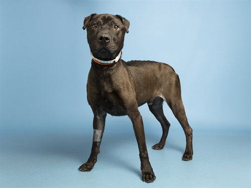 MURPHY, an adoptable Chinese Shar-Pei in Phoenix, AZ