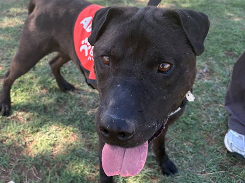 MURPHY, an adoptable Chinese Shar-Pei in Phoenix, AZ