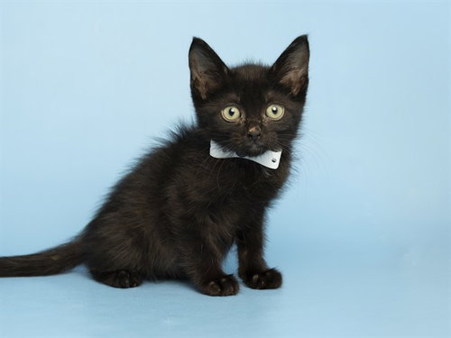 NUGGET, an adoptable Domestic Short Hair in Phoenix, AZ
