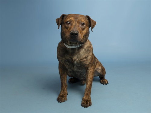 BIG BOY, an adoptable American Pit Bull Terrier in Phoenix, AZ