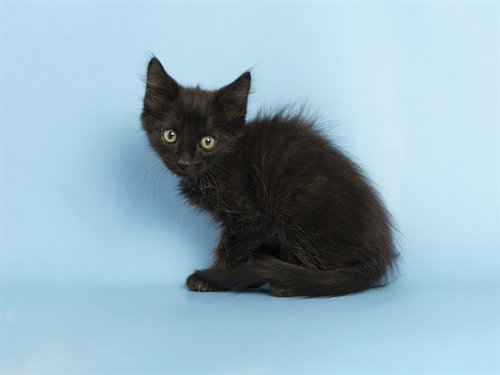SPEED RACER, an adoptable Domestic Short Hair in Phoenix, AZ