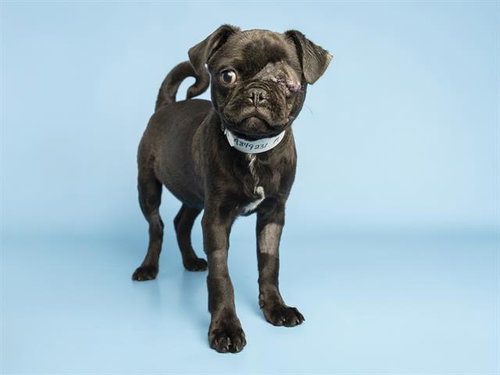 GUS GUS, an adoptable Pug in Phoenix, AZ